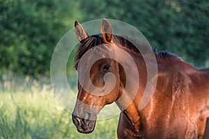 Beautiful brown horse standing in a field in Filipstad sweden