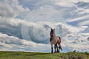 Beautiful brown horse standing on the green grass under the dense dark clouds