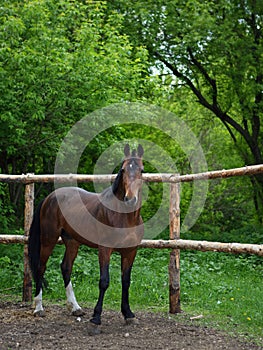 Beautiful brown horse stands behind a fence