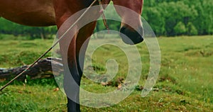 Beautiful brown horse under light rain graze on green grass. In the meadow in scenic background picturesque mist forest