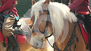 Beautiful brown horse with white mane.