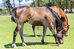 Beautiful brown horses eating grass