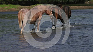 Beautiful brown horses grazing by the river, walking on the water, Sunny weather