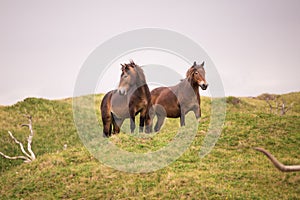 Two wild horses standing on the dutch island of texel photo