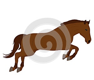 Beautiful brown jumping horse, vector illustration