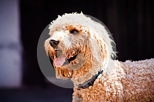 Beautiful brown labradoodle dog with a black background.