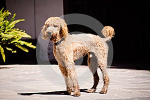 Beautiful brown labradoodle dog standing in a traditional spanish patio.