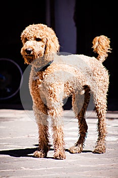 Beautiful brown labradoodle dog standing in a traditional spanish patio.