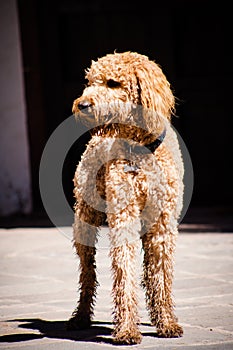 Beautiful brown labradoodle dog standing in a traditional spanish patio.