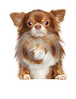 Beautiful brown longhaired Chihuahua dog on white photo