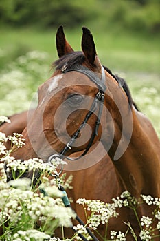 Beautiful brown mare with bridle