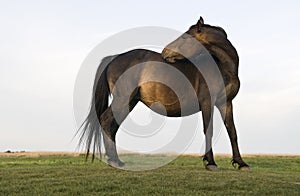 Beautiful brown mare horse