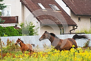 Beautiful brown mare of purebred arabian breed runs across the meadow in the paddock with her newborn foal