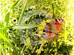 Beautiful brown natural butterfly cabbage sits on a yellow dandelion flower on green grass