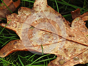 Old brown oak tree leaf, Lithuania