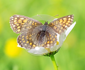 Beautiful brown orange butterflys