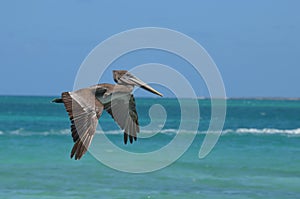 Beautiful brown pelican flying in the carribean