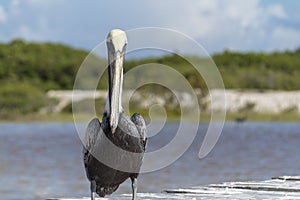 Beautiful brown pelican shows off its long beak.