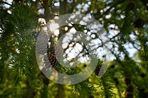 Beautiful brown pine cones on a tree branch in the sun flare in sunset