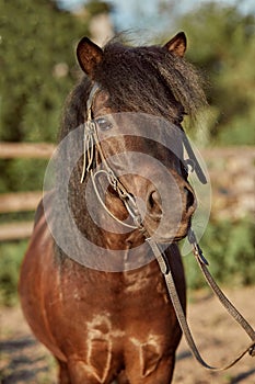 Beautiful brown pony, close-up of muzzle, cute look, mane, background of running field, corral, trees