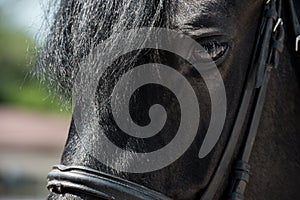 Beautiful brown purebred horse with bridle