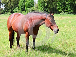 Beautiful brown quarter horse in a meadow.