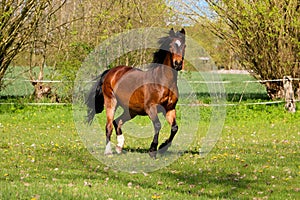 A beautiful brown quarter horse is running on the paddock