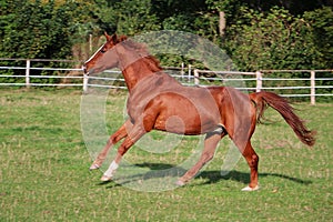 a beautiful brown quarter horse is running on the paddock