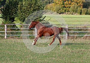 a beautiful brown quarter horse is running on the paddock