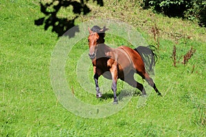 Beautiful brown quarter horse is running on the paddock in the sunshine