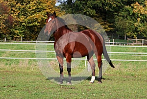 A beautiful brown quarter horse is standing on the paddock