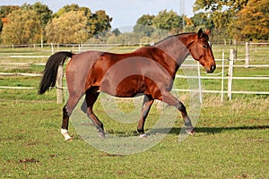 A beautiful brown quarter horse is trotting on the paddock