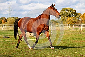 A beautiful brown quarter horse is walking on the paddock