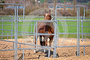 Beautiful brown-red horse standing in an metal grid horse box and looking towards the camera, wide angle view, by day