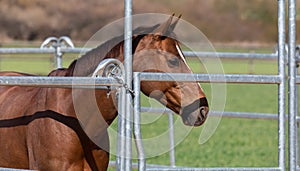 Beautiful brown-red horse standing in an metal grid horsebox, side view, by daylight