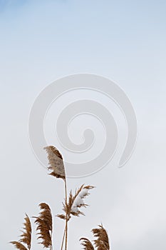 Beautiful brown reeds covered with snowl, winter landscape, close up shot of stems with foliage and fronds on sky background