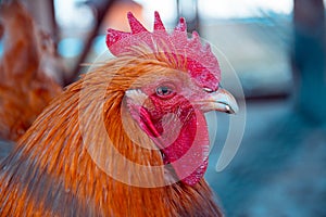 Beautiful brown rooster. Portrait of a domestic rooster with a large comb and beard