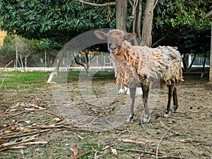 A beautiful brown sheep in Pakistan.