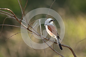 A beautiful brown shrike Lanius cristatus sitting on the brown dry branch in morning sun