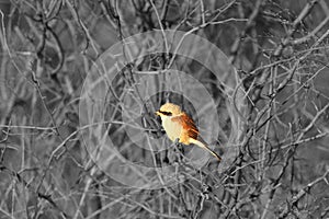 A beautiful brown shrike Lanius cristatus sitting on the brown dry branch in morning sun