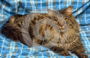 beautiful brown Siberian cat lies on a blue