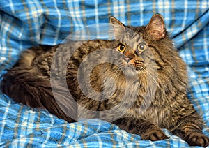 beautiful brown Siberian cat lies on a blue