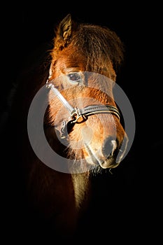 A beautiful brown small mini shetland pony is standing in the sunshin in the door of the barn