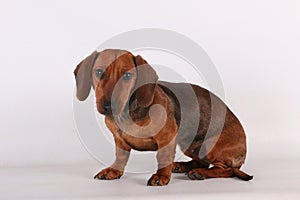 A beautiful brown small wire haired dachshound is sitting in the white studio