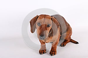 A beautiful brown small wire haired dachshound is sitting in the white studio