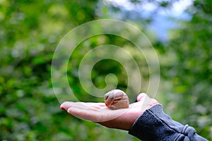 Beautiful brown snail with a shell on a man`s palm, dense foliage, lush crown of tree with leaves in background, spring season in