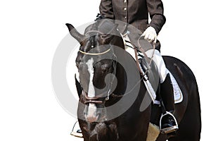 Beautiful brown sport horse portrait isolated