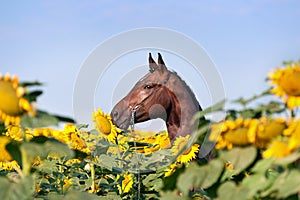 Beautiful brown sports horse with braided mane in halter standing in the field with large yellow flowers which his shield.