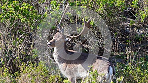 Beautiful brown spotted fallow deer standing between bushes in forest