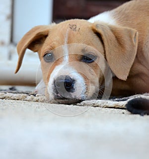 beautiful brown stafford dog puppy